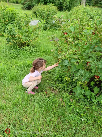 A child crouching to forage berries in the fruit garden