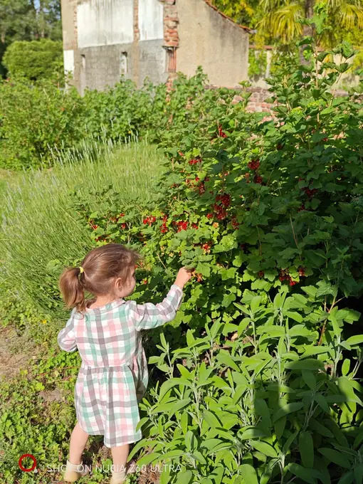 A child reaching up to pick redcurrants beside the chateau wall