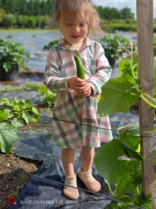 A child holding a freshly picked courgette in the vegetable garden