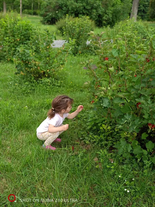 A child foraging along the fruit rows
