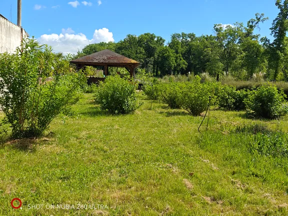 Young fruit trees and a gazebo in the orchard
