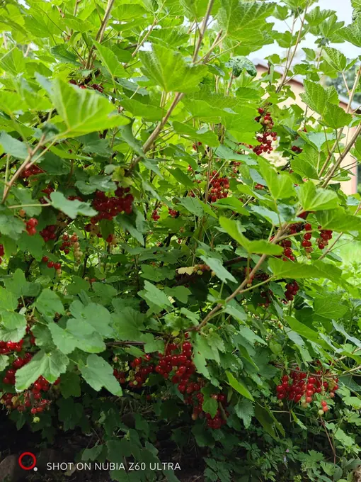 Redcurrants ripening in heavy clusters on the bush