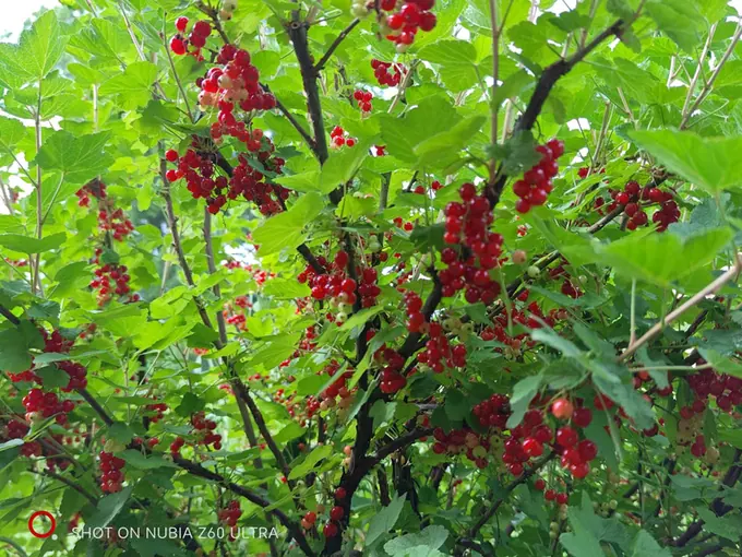 Ripe redcurrants hanging in clusters on the bush