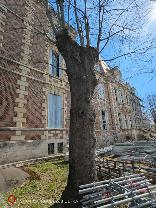 An old tree standing against the scaffolded brick elevation