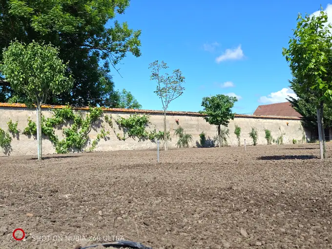 Newly planted young trees along the walled garden wall