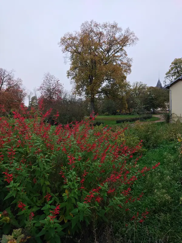 Red salvia flowering in the borders with the chateau beyond