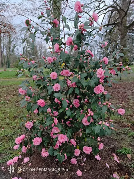 A camellia in heavy pink flower beside the path