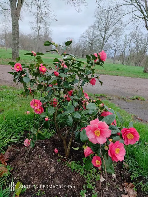Pink camellias flowering beside the estate path