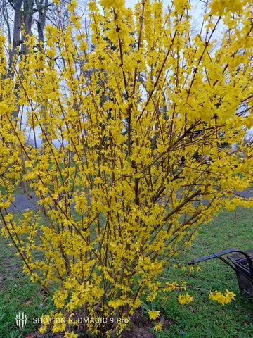 A forsythia bush in bright yellow spring flower