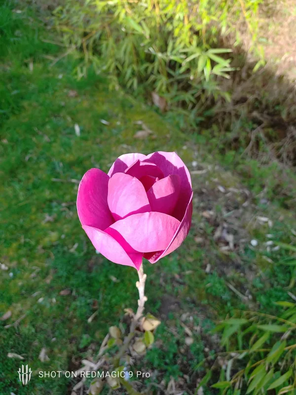 A single magnolia bloom opening on the bank
