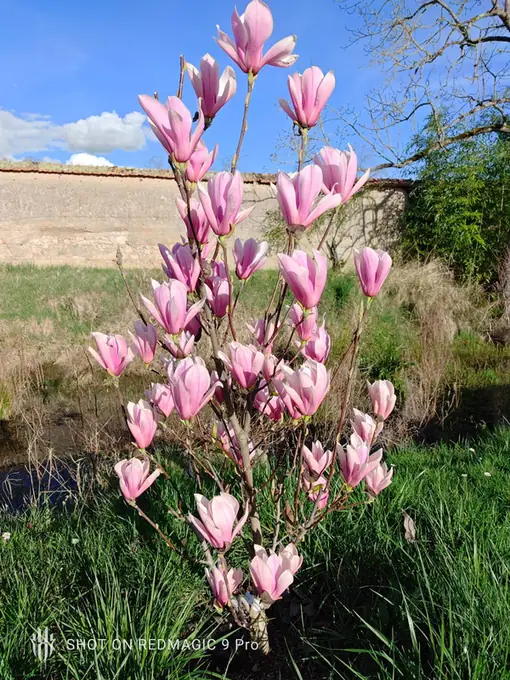 A magnolia in full pink bloom against the garden wall