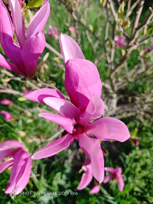 Deep pink magnolia flowers opening in the garden