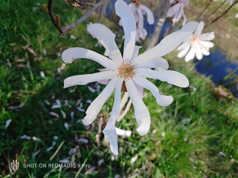 A white star magnolia flower in close detail